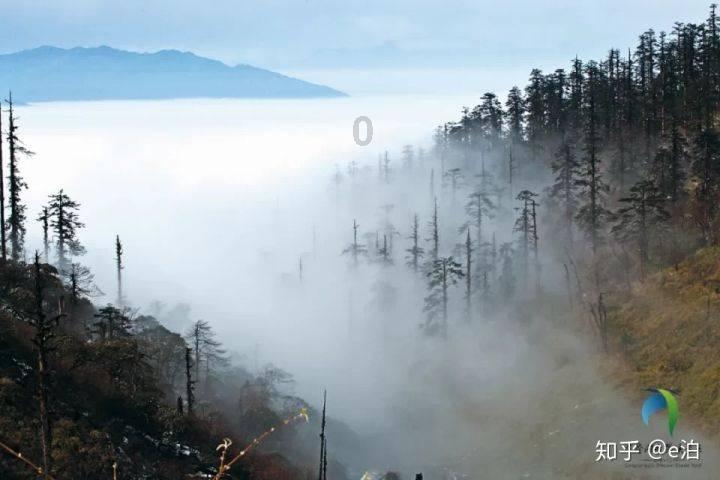 蛋挞皮需要解冻吗 冷冻蛋挞皮怎么烤制蛋挞知识星球-专注知识分享与交流